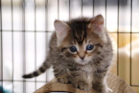 Kitten Adoption Program | Yorkville Animal Hospital | Your local