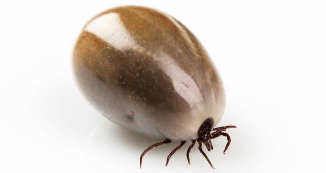 Engorged tick