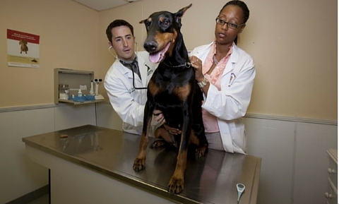 image for April 30th is World Veterinary Day!