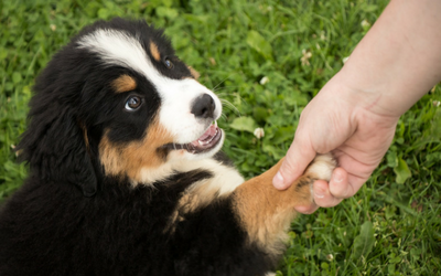 image for Responsible Pet Ownership 