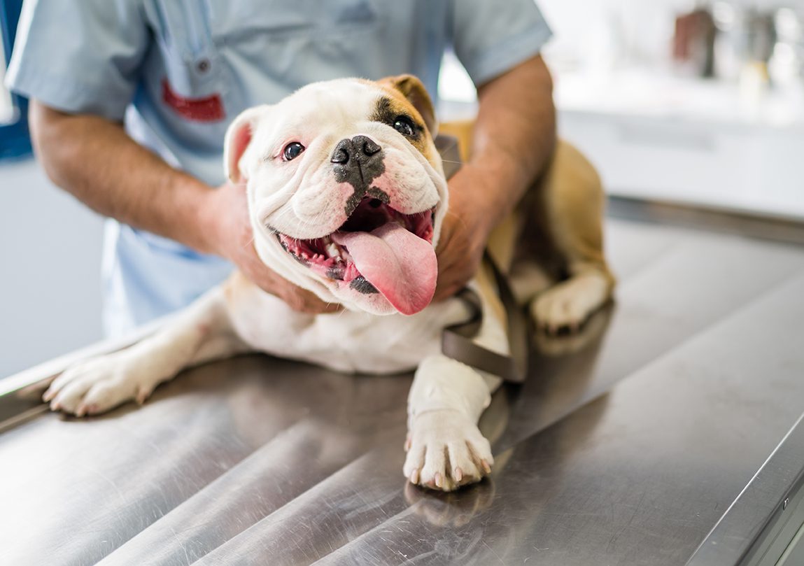 Yorkville Animal Hospital