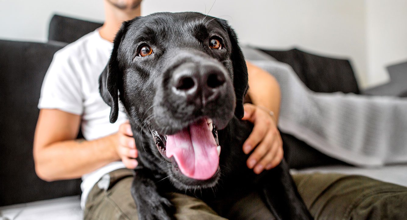 smiling black dog sitting on their owner's lap in a living room