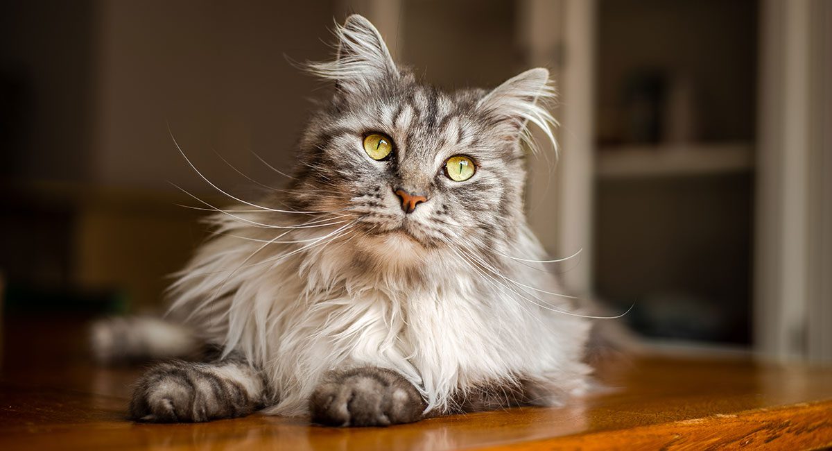 Yellow Eyed Cat