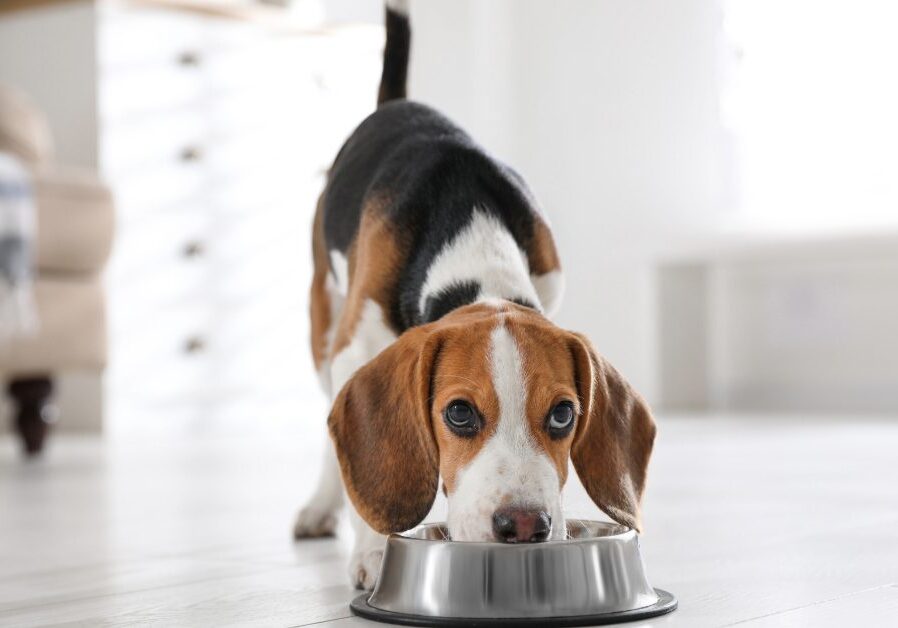 beagle dog eating from food bowl on the floor in the kitchen at home