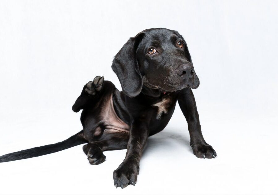 black labrador retriever sitting on the floor and scratching itself needing dog dermatology