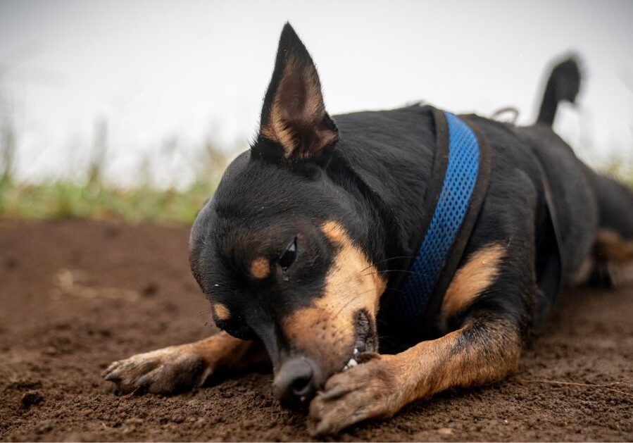 dog laying in the dirt outside while licking and biting its paws
