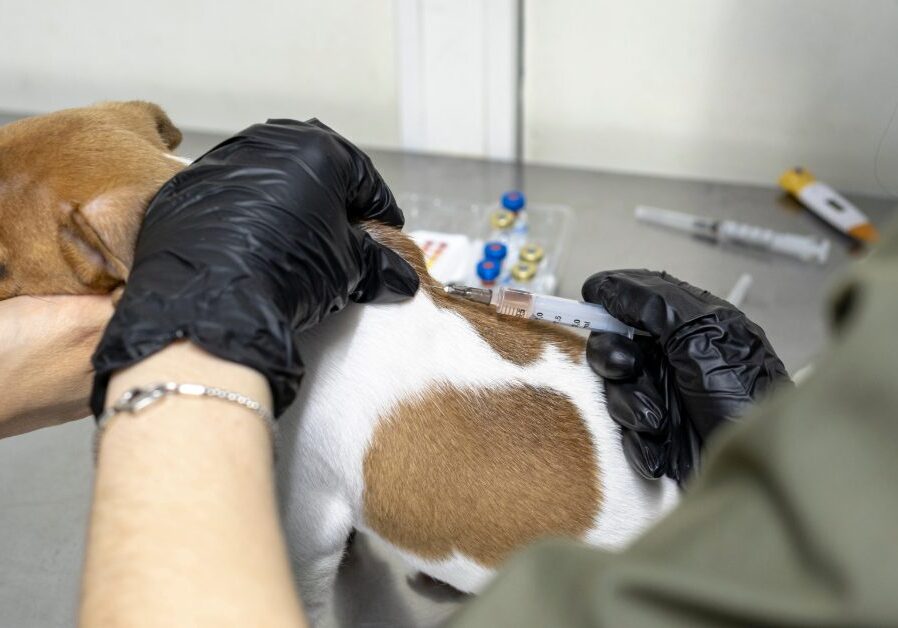 vet administering puppy vaccines to a dog at the clinic