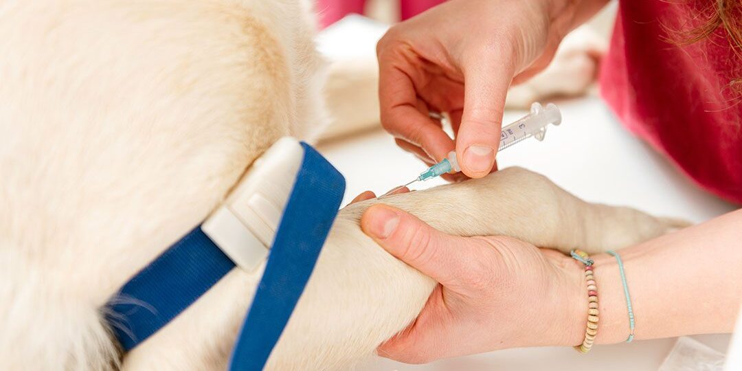 closeup of a vet drawing blood from a dog's leg for a test