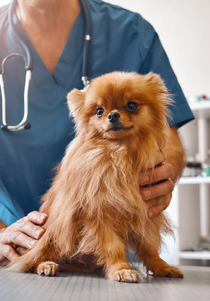 small brown dog sitting on exam table with male vet behind