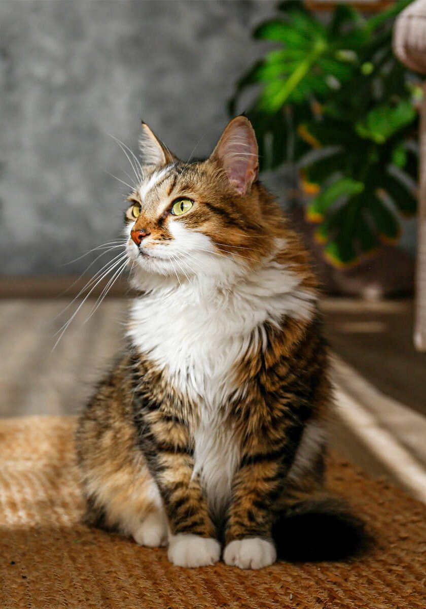 fluffy brown and white striped cats sitting and looking to the side