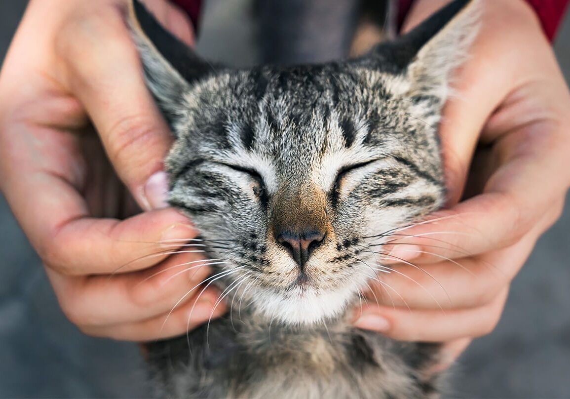 closeup of human scratching cats face
