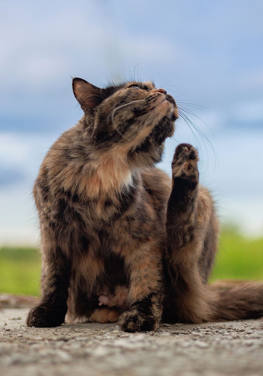 calico cat itching its face