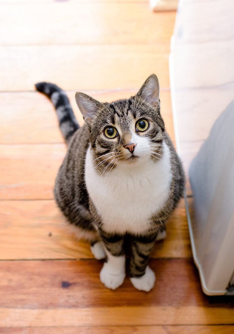 gray and white striped cat sitting on wood floor and looking up