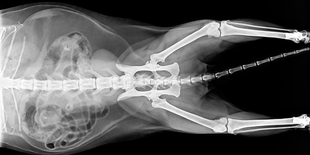x-ray of a cat's organs and spine