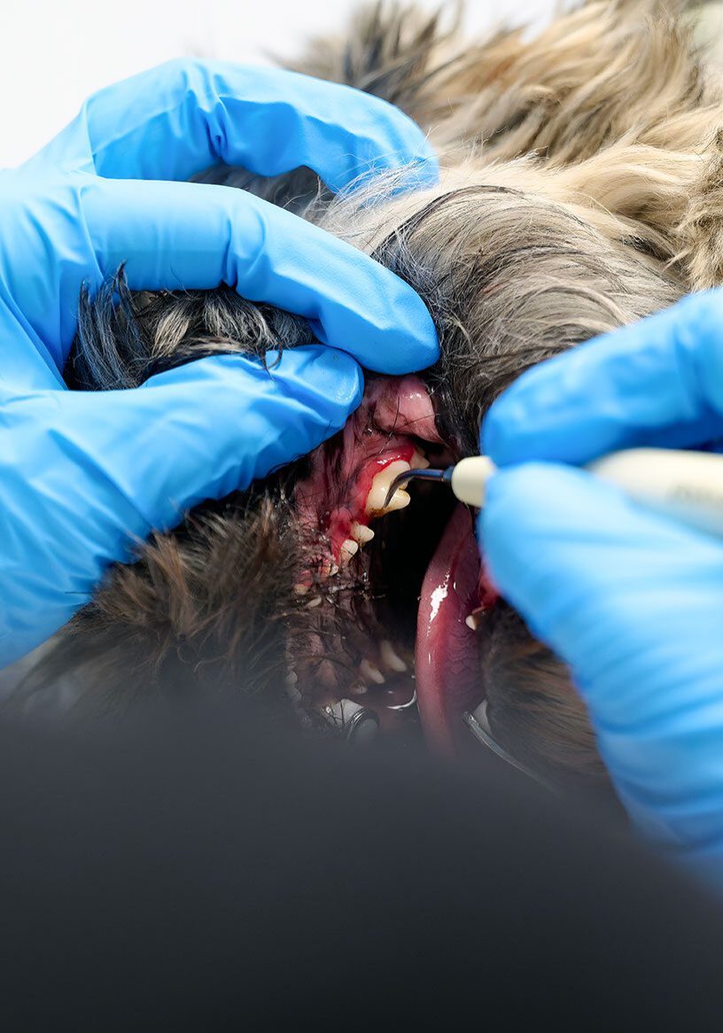 cleaning the teeth of a dog