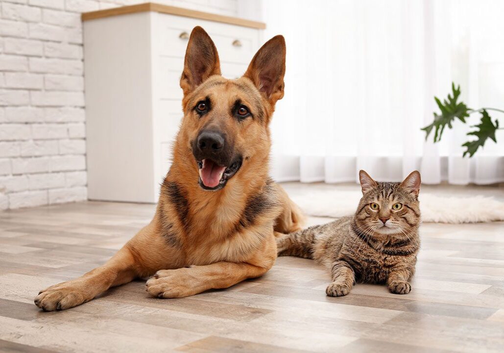 tabby cat and german shepherd