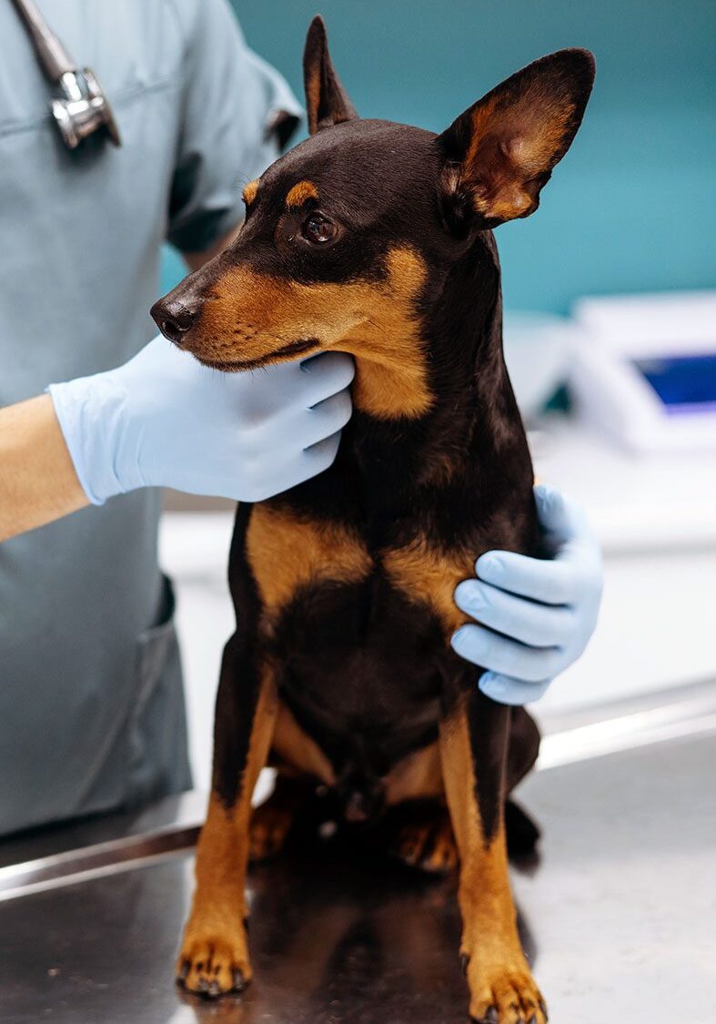 vet checking pinscher dog