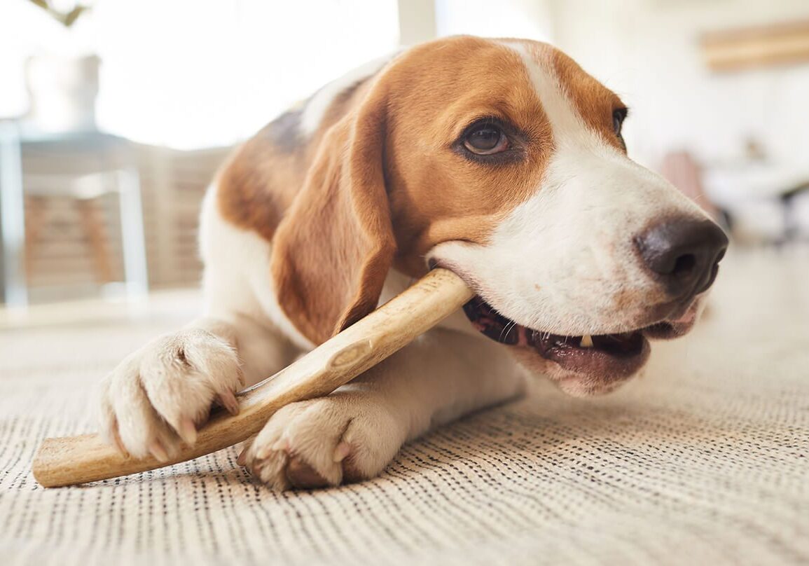 brown and white beagle chewing on bone