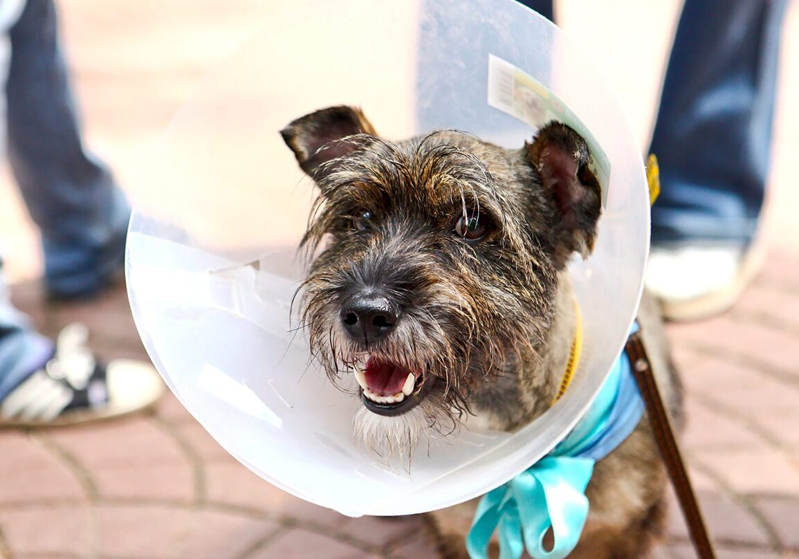 scruffy brown dog in surgical cone