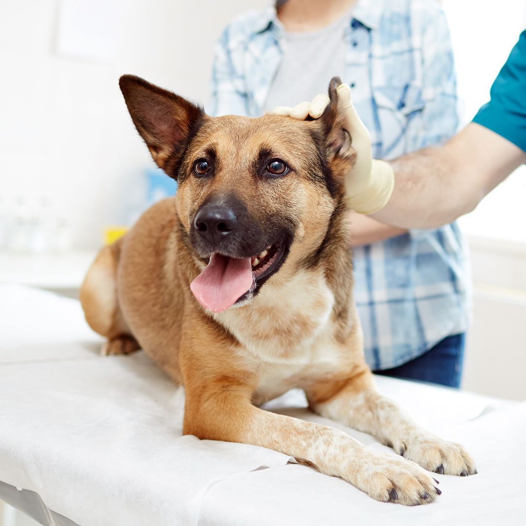 vet examining ears of sick german shepherd with owner near by