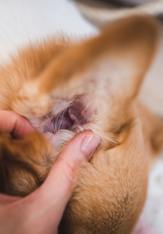 Dog Itching Ear