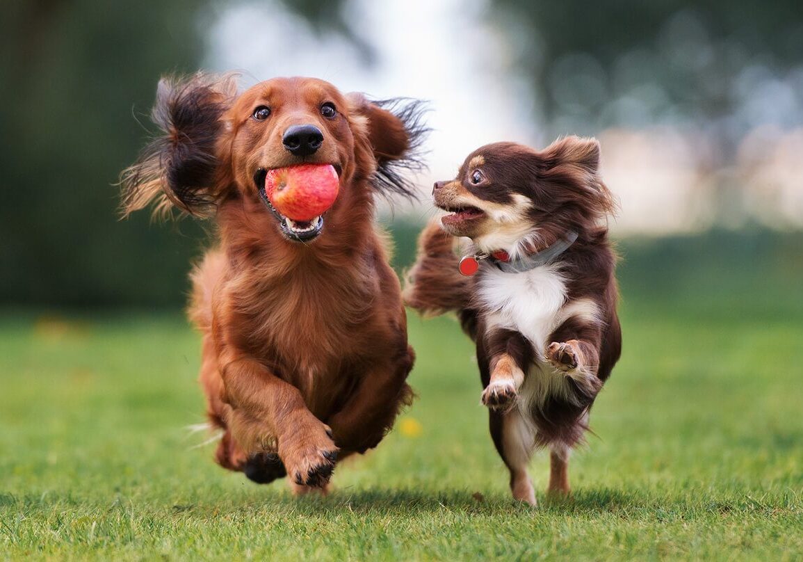 two brown and white dogs running together and playing