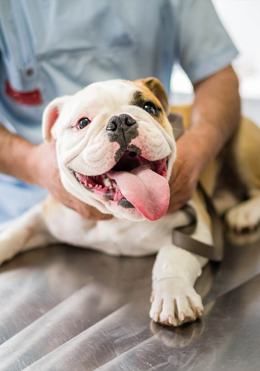 happy english bulldog sits on exam table