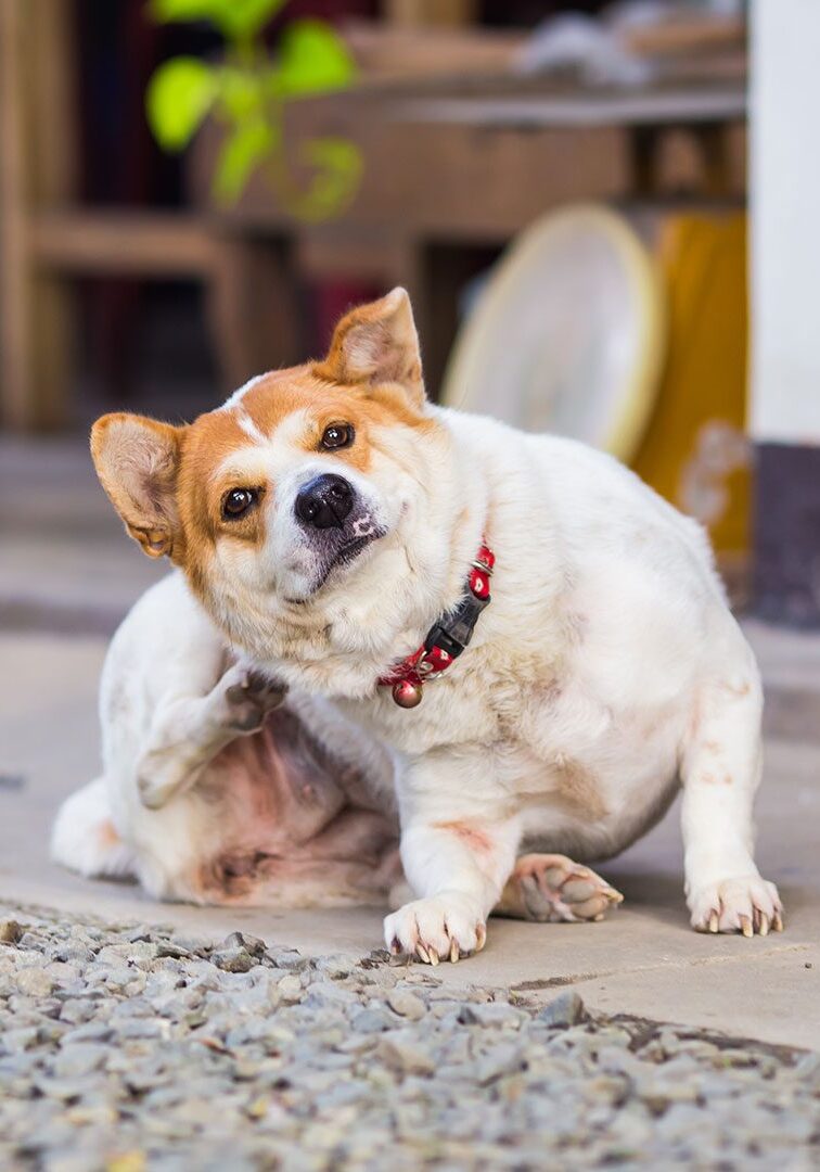 Itchy dog try to scratching its skin