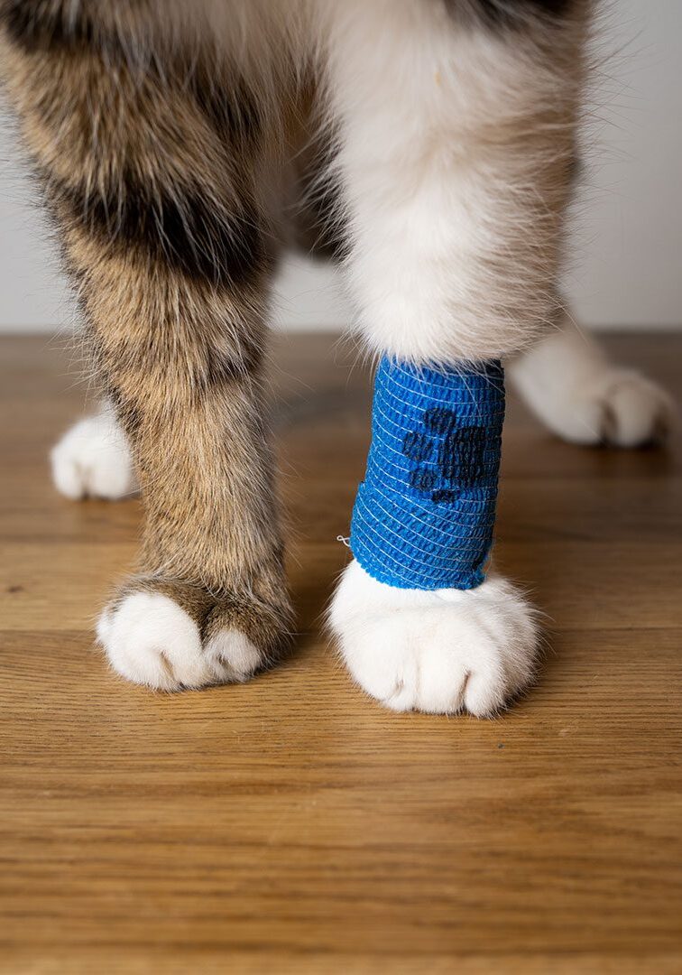 cat standing with a blue bandage around its leg