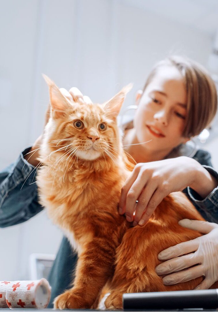 owner pets orange Maine Coon cat at its appointment