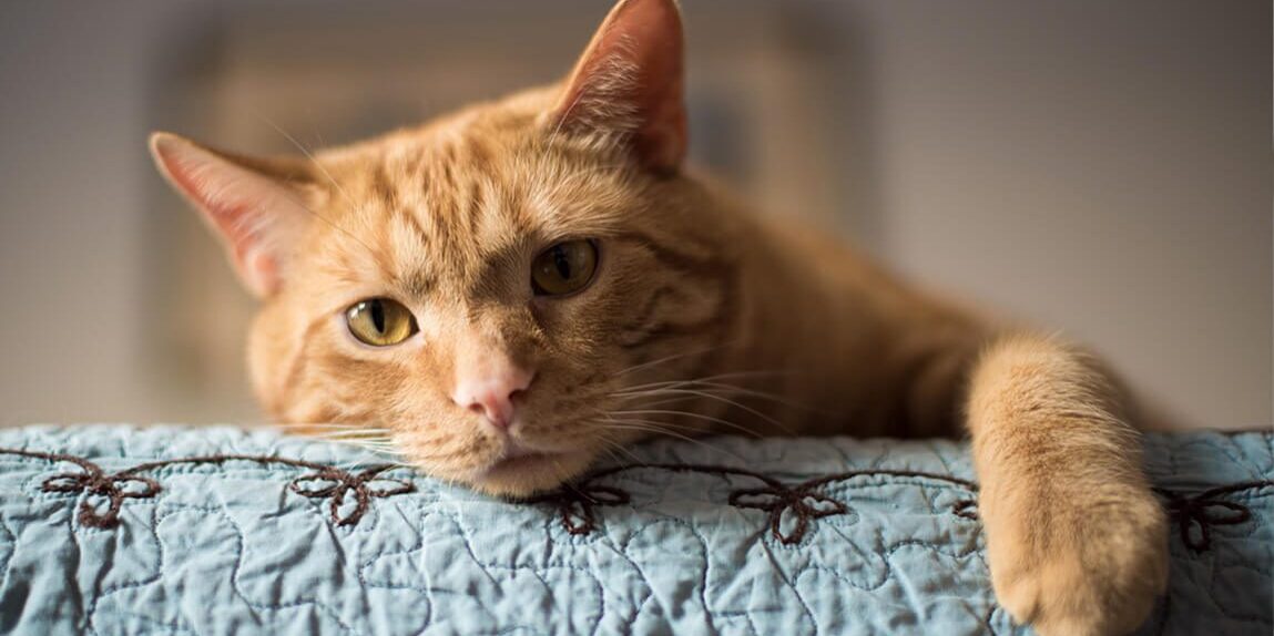 large orange cat laying on blue quilt