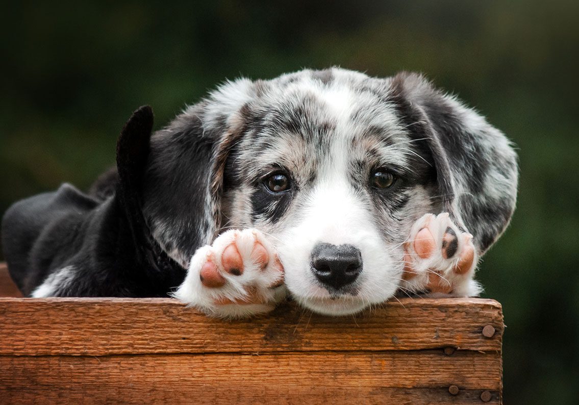 black and white puppy in a wooden crate