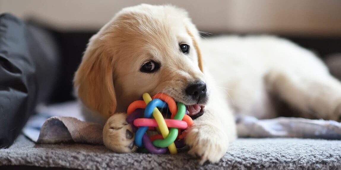 small golden retriever puppy laying and playing with toy
