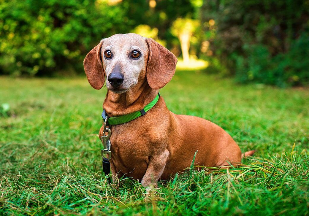 Senior dachshund dog sitting in the green grass