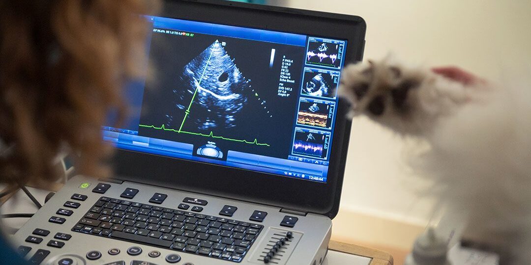 closeup of an ultrasound screen during an exam